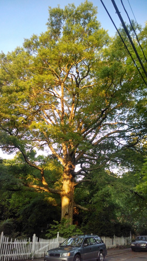 Tree -- IMG_20140602_063256635_HDR (2)