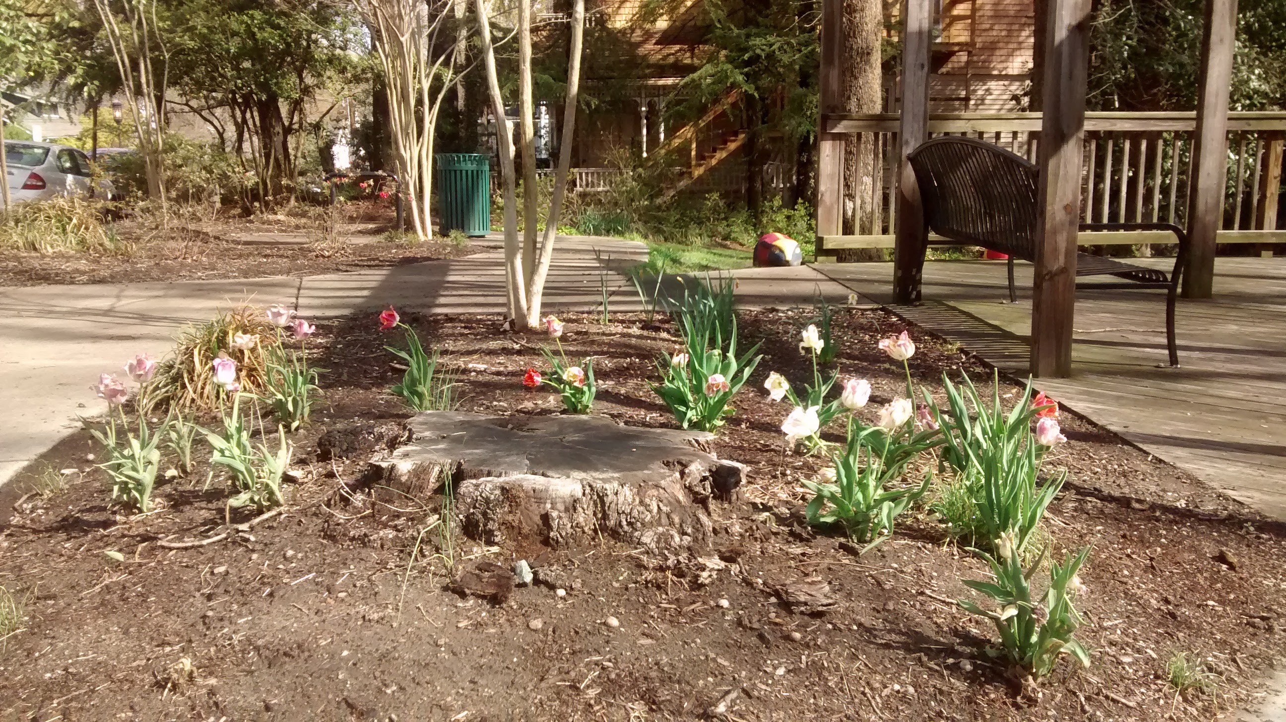 Tulips in Sprindale Park