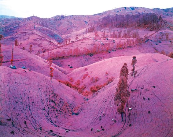 Photograph of landscape tinted pink with cattle