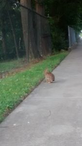 Rabbit on sidewalk by chain-link fence