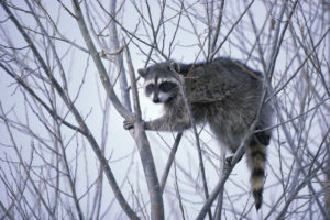 Raccoon in a bare tree