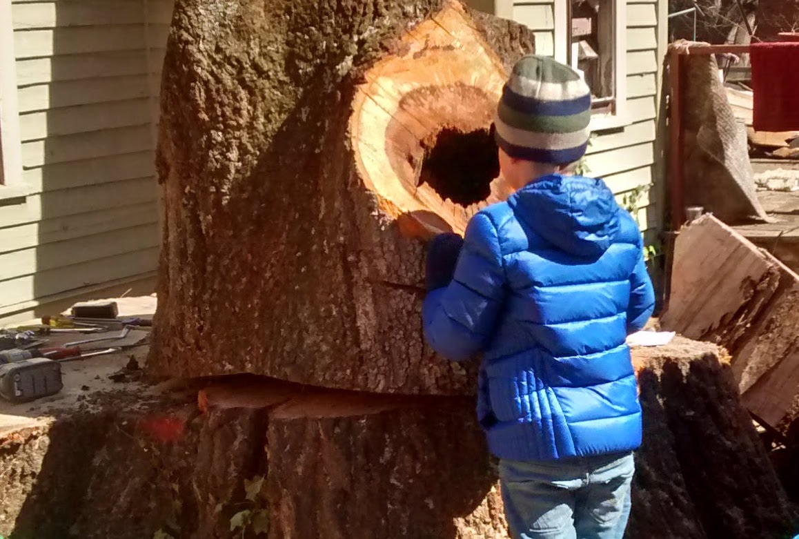 little boy looking into a hole in the tree