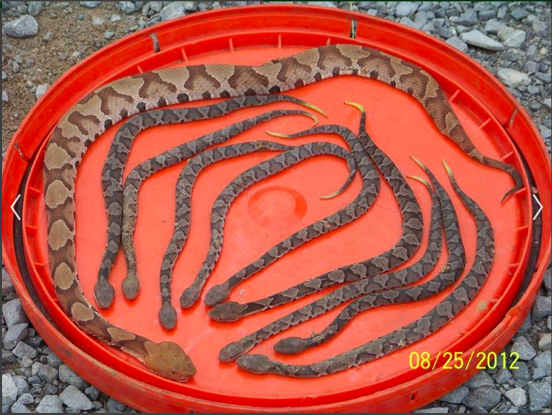 Adult snake with nine baby snakes