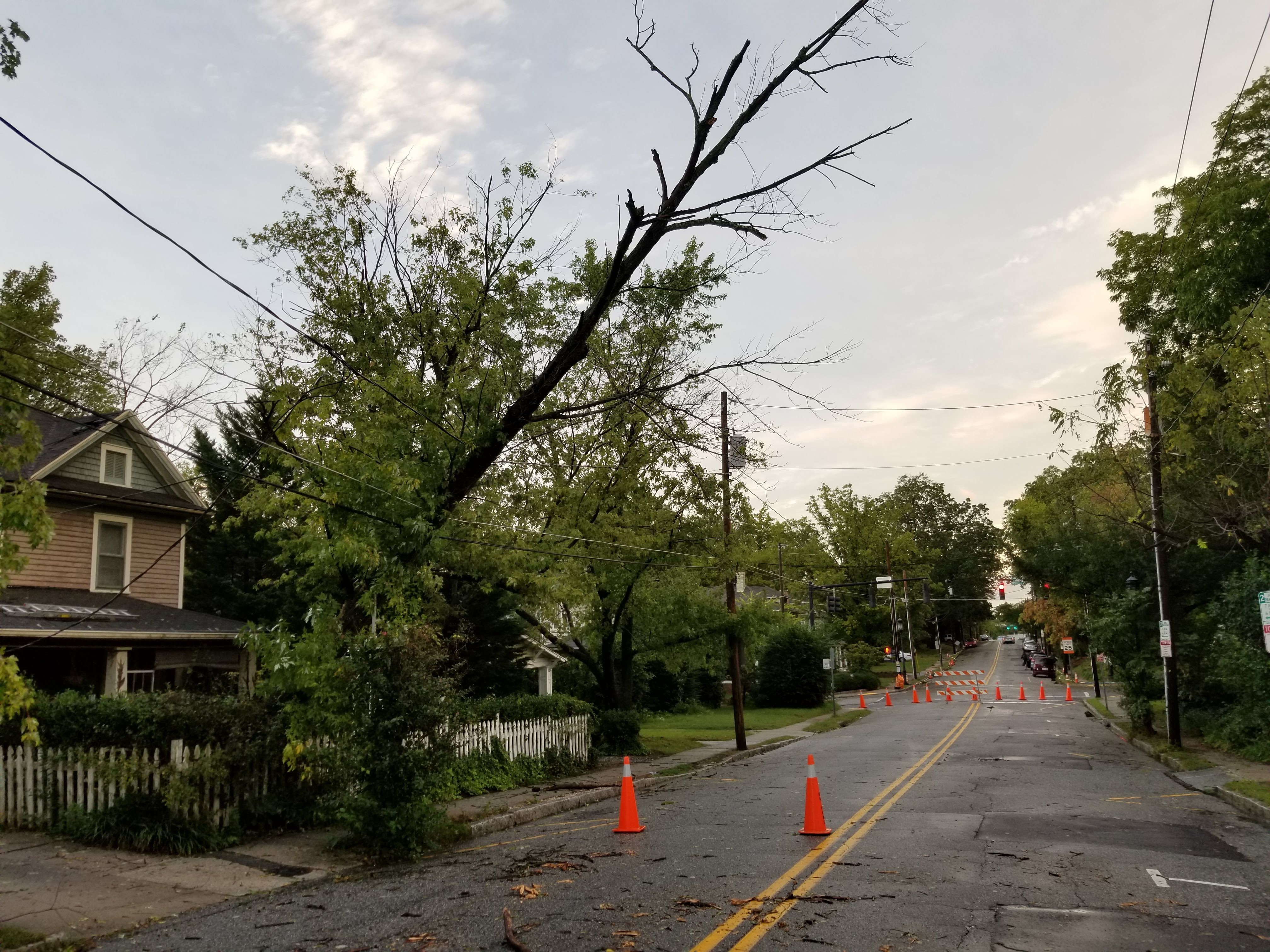 Tree hangs on utility lines over Tate Street