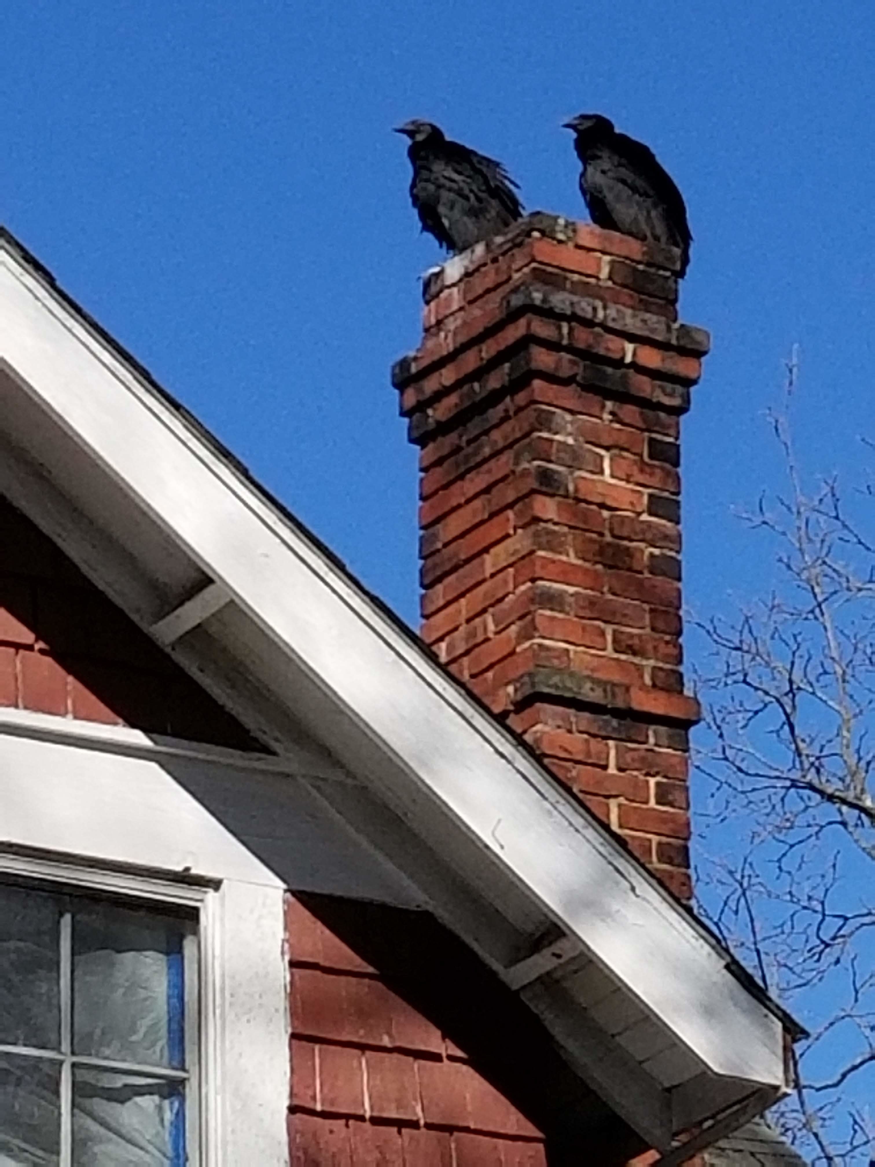 two big black birds atop a chimney