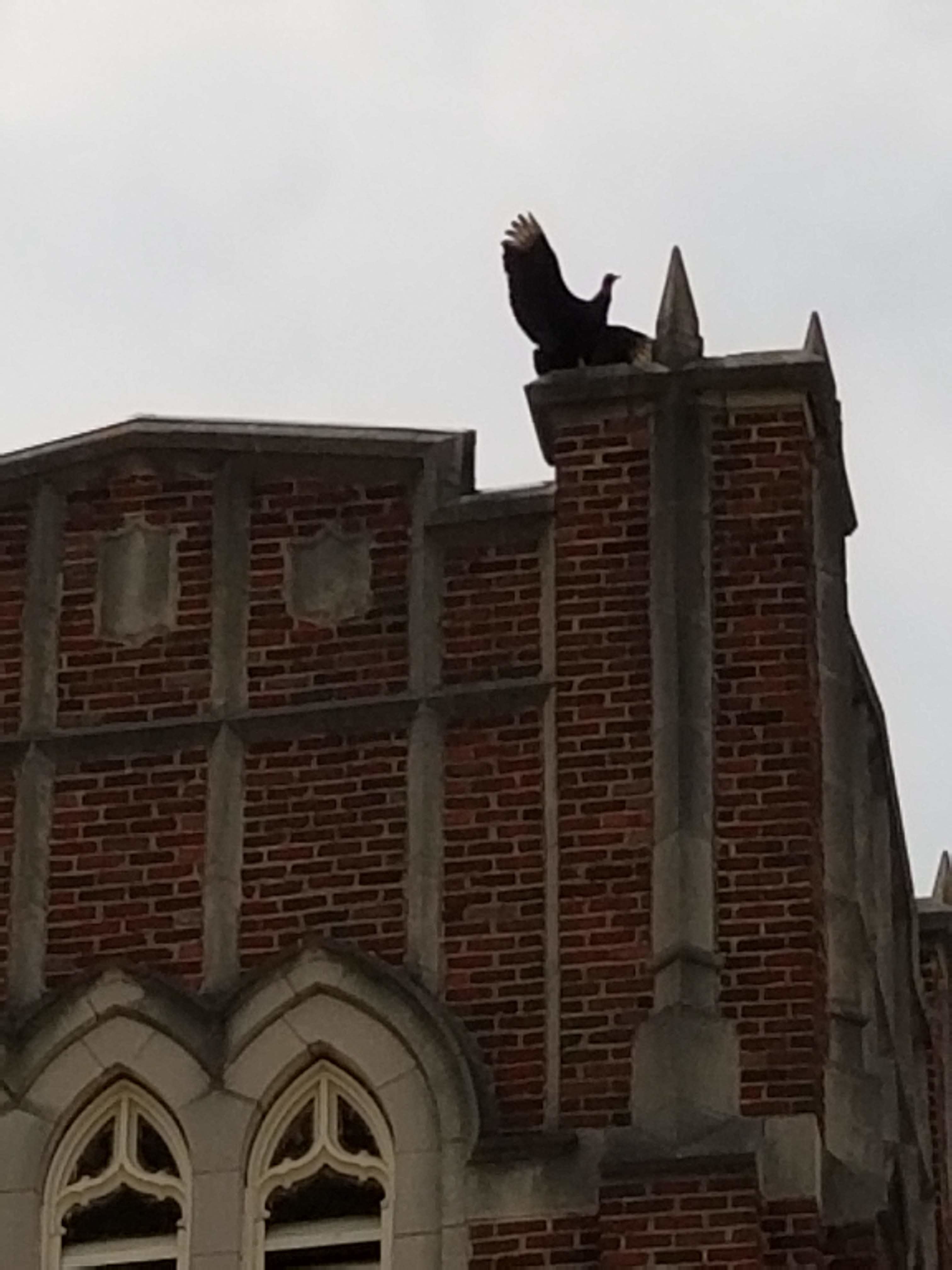 vulture spreads its wings atop the College Place UMC tower